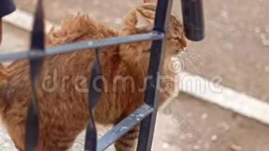 一只野猫在外面等着吃东西，把她的水管擦到栅栏上
